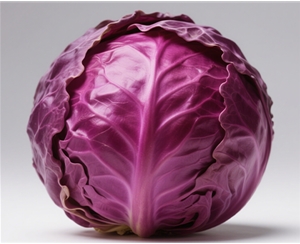 Purple cabbage